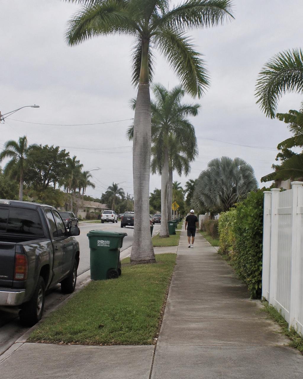 Adult walking a palm-lined Broward County street after a morning workout